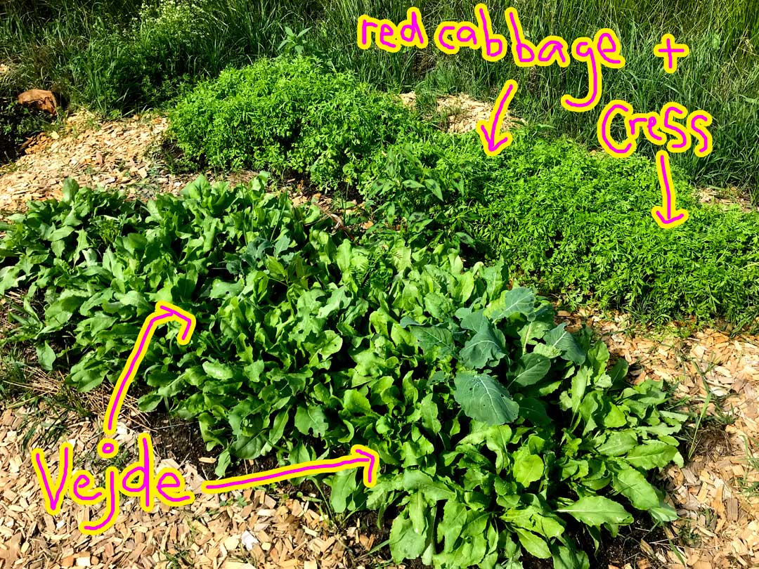 green plants with labels vejde, red cabbage and cress