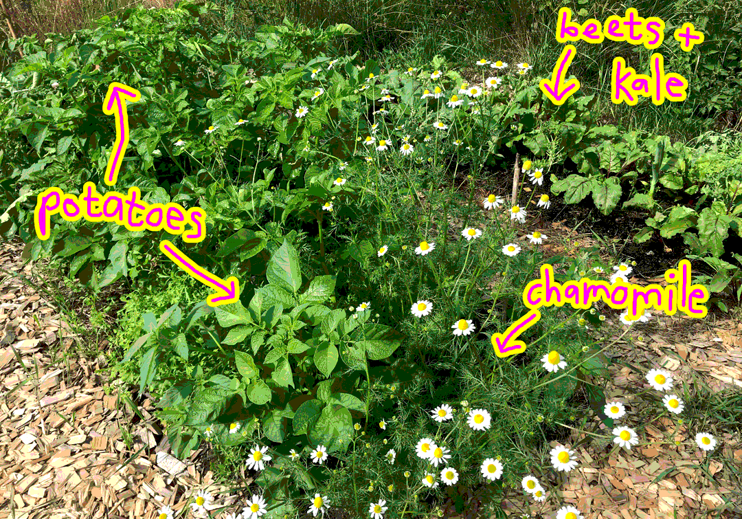image of green plants with labels pointing to potato, chamomile, beets and kale